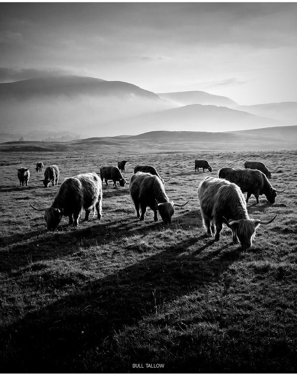 Why Grass-Fed Tallow Matters (And What Grass-Fed Really Means)